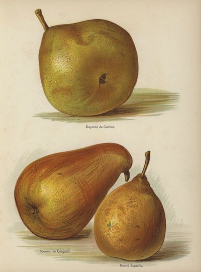 Doyenne du Comice, Souvenir du Congres, Beurre Superfin de English School